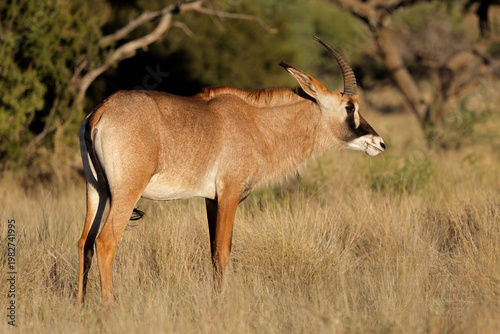A rare roan antelope (Hippotragus equinus) in natural habitat, Mokala National Park, South Africa