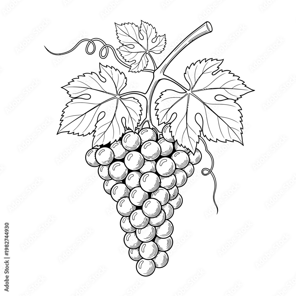Naklejka premium Vineyard Grapes Bunch With Leaves - Hand Drawn Sketch Illustration