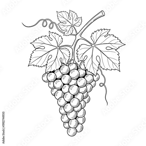 Vineyard Grapes Bunch With Leaves - Hand Drawn Sketch Illustration