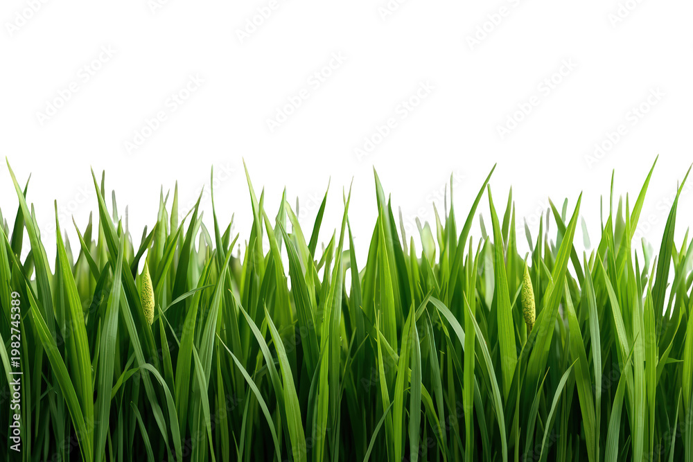 Fototapeta premium Green grass growing on a transparent background creating a natural border for design elements