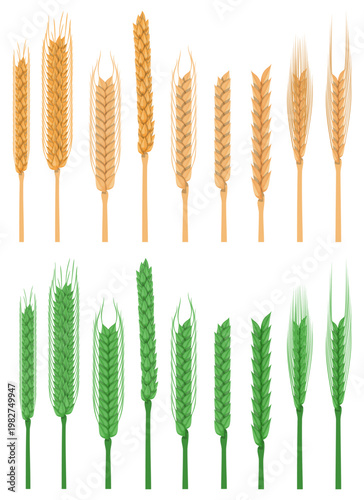 Collections green and golden wheat spikelet