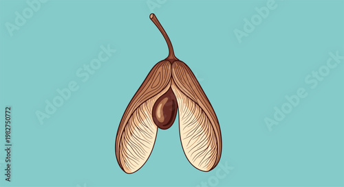 Detailed drawing of a single winged seed from a maple tree known as a samara shown against a solid light blue background.