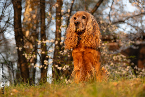 Cocker spaniel angielski w wiosennym parku – portret psa na tle rozmytych kwiatów