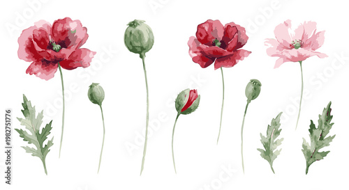 Watercolor Poppies Collection Delicate Floral Elements.