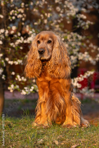 Cocker spaniel angielski w wiosennym parku – portret psa na tle rozmytych kwiatów