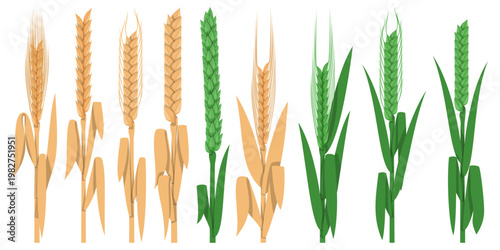 Collections of green and golden leaf cereal wheat plant spikelets