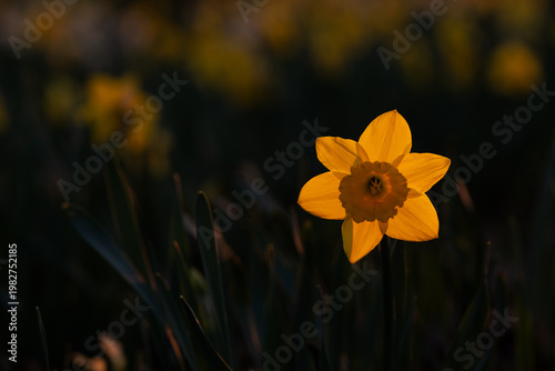 Żonkile w wiosennym parku na rozmytym tle – kwiatowe tło z miejscem na tekst
