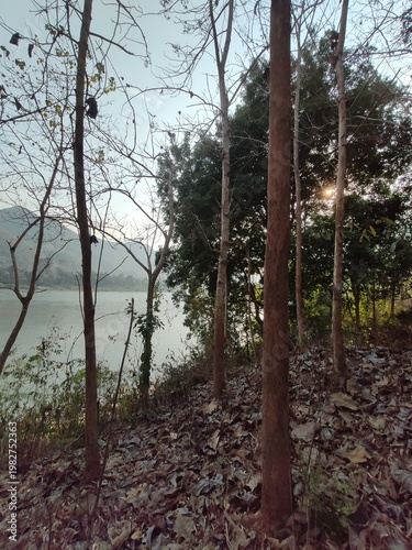 Sunlight Through Forest Trees by the Riverside in Laos
