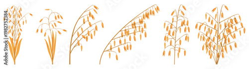 Collections of golden leaf cereal oats, harvested plant spikelets