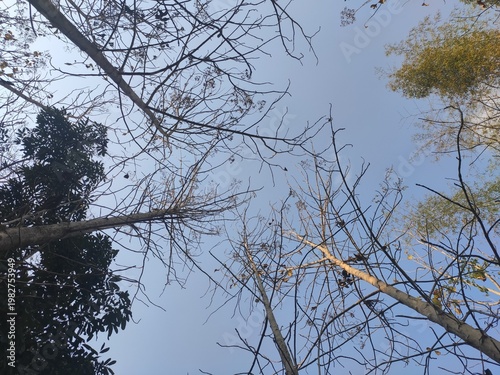 Sunlight Through Forest Trees by the Riverside in Laos