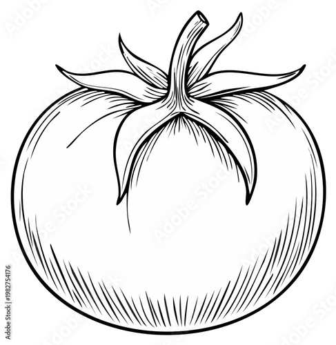 Detailed black and white illustration of a ripe tomato