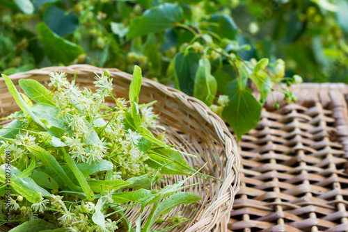 Freshly picked lime blossoms or linden flowers in wicker basket outdoors, harvested lime blossoms close up, herbs and alternative medicine concept