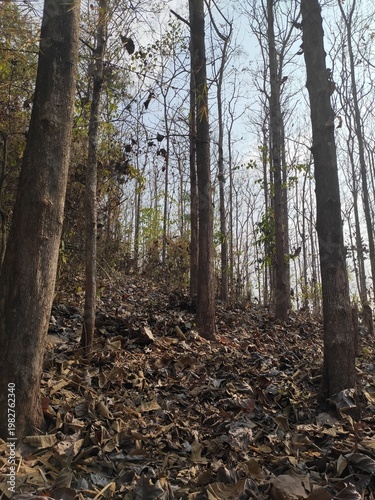 Sunlight Through Forest Trees by the Riverside in Laos