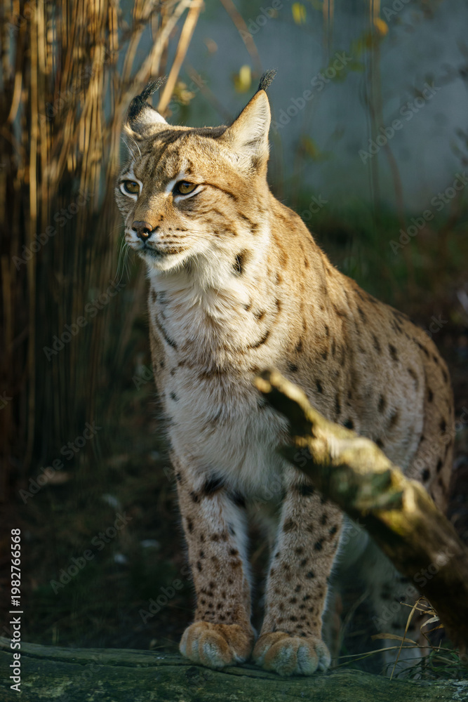 Fototapeta premium Portrait of Eurasian lynx in zoo