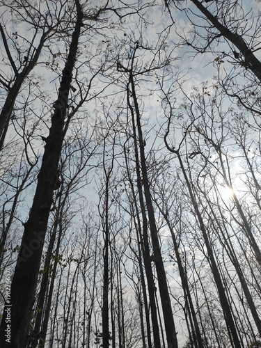 Sunlight Through Forest Trees by the Riverside in Laos