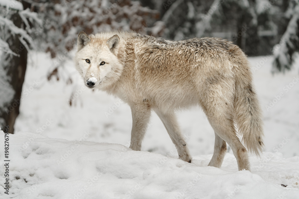 Fototapeta premium Portrait of Arctic wolf in snow