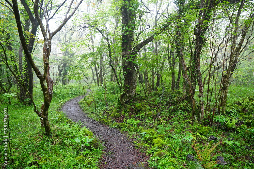 Fototapeta premium fine path and mossy old trees in misty rain