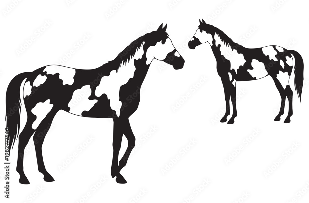 Fototapeta premium Set of spotted horse silhouettes, paint horse breed with unique coat pattern, vector illustration beautiful domestic animal collection.