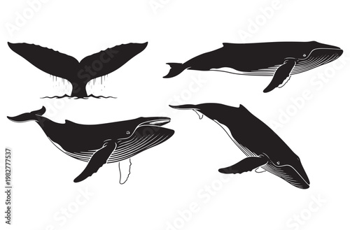 Set of whale silhouettes humpback whale swimming ocean giants marine life icons on transparent background sea mammal symbols aquatic animal design vector illustration graphic artwork