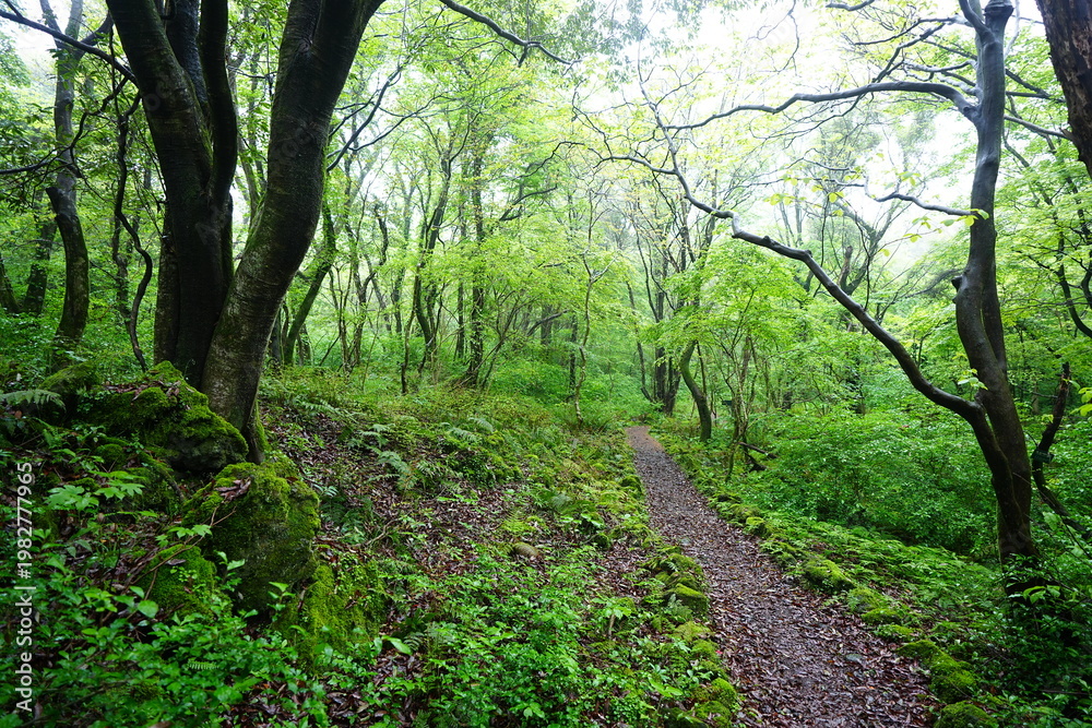 Fototapeta premium fine spring path in misty rain 