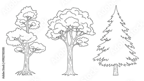 Selection of three different types of trees including deciduous and evergreen pine shown in black and white line art coloring page style.