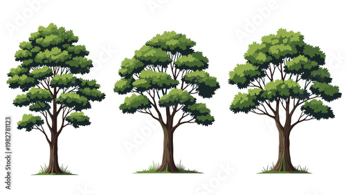 Three lush deciduous trees with dense green foliage and sturdy brown trunks standing on small patches of grass against a white background.