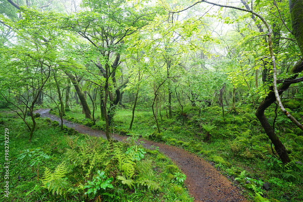 Fototapeta premium fine spring path in misty rain