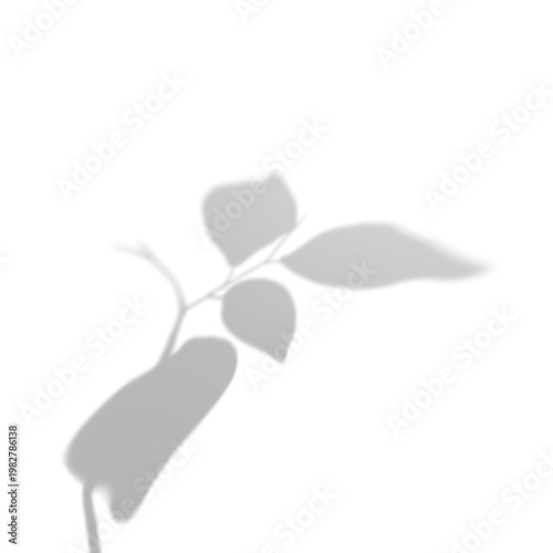 Natural Plant Shadow Overlay without Background