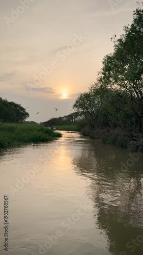 River cruise through forest wetland during sunset. Beautiful scenery of greens, bush and flying birds. Vertical video.