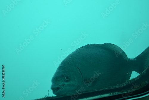 かつうら海中公園