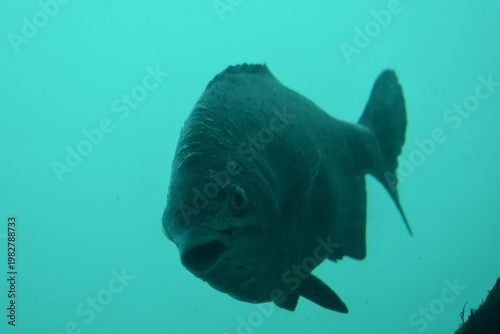 かつうら海中公園