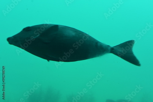 かつうら海中公園