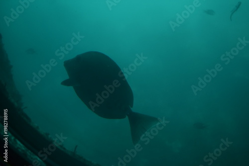 かつうら海中公園