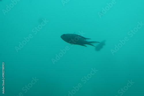 かつうら海中公園