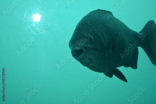 かつうら海中公園