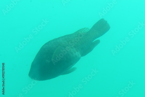 かつうら海中公園