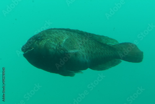 かつうら海中公園