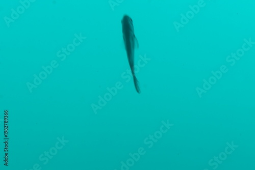 かつうら海中公園