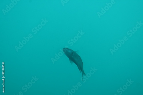 かつうら海中公園