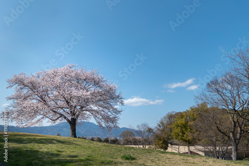 青空に美しいピンクの桜　滋賀県大津市茶臼山公園