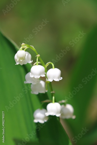 ドイツスズラン