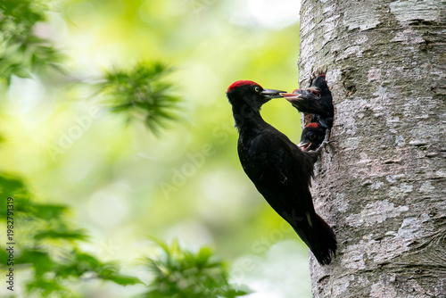 子育て中のクマゲラ