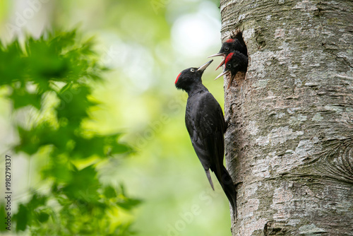 子育て中のクマゲラ