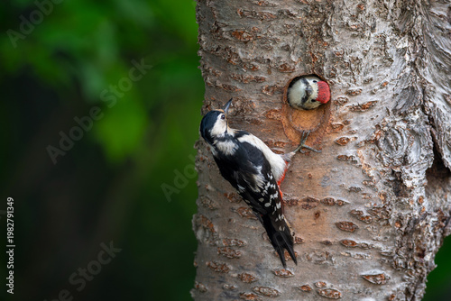 子育て中のアカゲラ