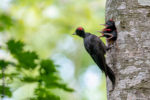 子育て中のクマゲラ
