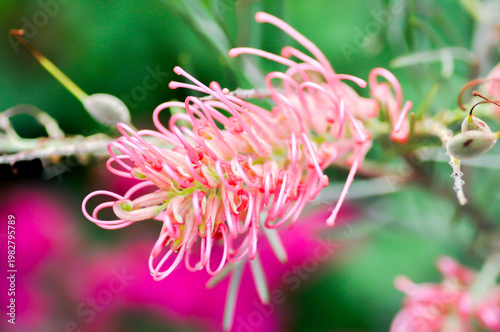 Grevillea banksii or  Grevillea Long John or  Grevillea Superb or Grevillea Sylvia or Spider flower or Banksia occidentalis or pink flower