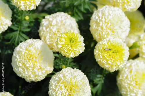 white vanilla African Marigold or African Marigold or Compositae or Tagetes erecta  L or Vanilla Marigold or White African Marigold or White Marigold