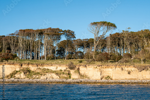 Wind shaped deciduous trees on eroding coastal cliff of Æbelø island in Kattegat, north of Funen, Denmark