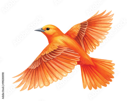 Watercolor Oriole Illustration, Bright Orange Bird Art, isolated on white background