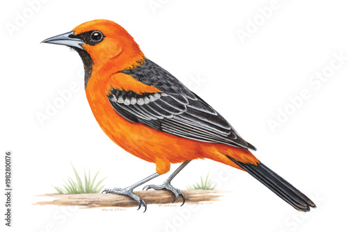 Hand-Painted Oriole Watercolor, Vibrant Orange Songbird Art, Isolated Vector Illustration